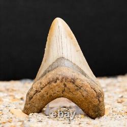 Authentic Megalodon Shark Tooth Fossil