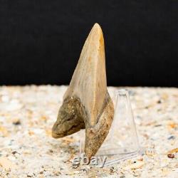 Authentic Megalodon Shark Tooth Fossil