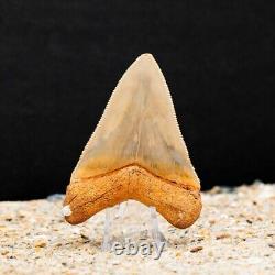 Authentic Megalodon Shark Tooth Fossil