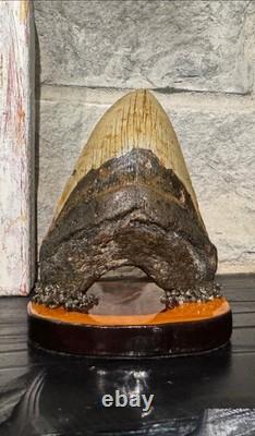 Authentic Megalodon Tooth Display Handmade One-of-a-Kind Executive Collection