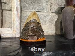 Authentic Megalodon Tooth Display Handmade One-of-a-Kind Executive Collection