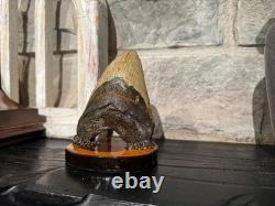 Authentic Megalodon Tooth Display Handmade One-of-a-Kind Executive Collection