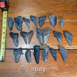 Authentic Megalodon Tooth Fragment Lot Of 20 Broken Megalodon Teeth 1.7+ LBS