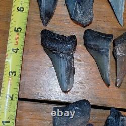 Authentic Megalodon Tooth Fragment Lot Of 20 Broken Megalodon Teeth 1.7+ LBS