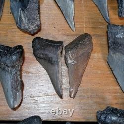 Authentic Megalodon Tooth Fragment Lot Of 20 Broken Megalodon Teeth 1.7+ LBS
