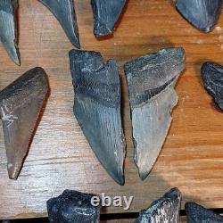 Authentic Megalodon Tooth Fragment Lot Of 20 Broken Megalodon Teeth 1.7+ LBS