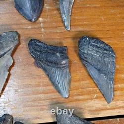Authentic Megalodon Tooth Fragment Lot Of 20 Broken Megalodon Teeth 1.7+ LBS