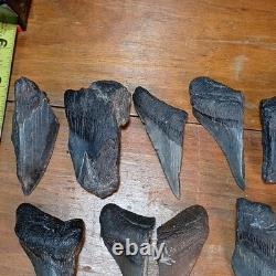 Authentic Megalodon Tooth Fragment Lot Of 20 Broken Megalodon Teeth 1.7+ LBS