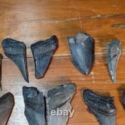 Authentic Megalodon Tooth Fragment Lot Of 20 Broken Megalodon Teeth 1.7+ LBS