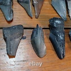 Authentic Megalodon Tooth Fragment Lot Of 20 Broken Megalodon Teeth 1.7+ LBS