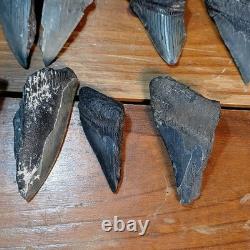 Authentic Megalodon Tooth Fragment Lot Of 20 Broken Megalodon Teeth 1.7+ LBS