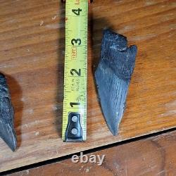 Authentic Megalodon Tooth Fragment Lot Of 20 Broken Megalodon Teeth 1.7+ LBS