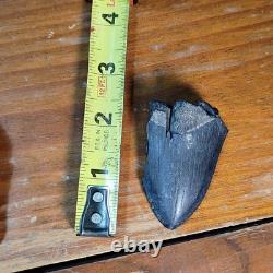 Authentic Megalodon Tooth Fragment Lot Of 20 Broken Megalodon Teeth 1.7+ LBS