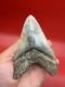 Authentic Megalodon Tooth Indonesia 4.51 Restored Root