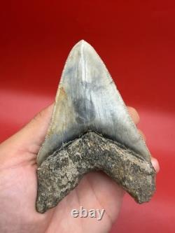 Authentic Megalodon Tooth Indonesia 4.51 Restored Root