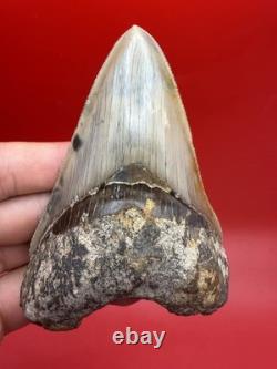 Authentic Megalodon Tooth Indonesia 4.51 Restored Root