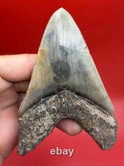Authentic Megalodon Tooth Indonesia 4.51 Restored Root