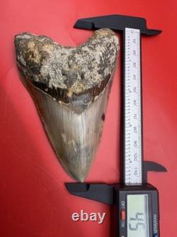 Authentic Megalodon Tooth Indonesia 4.51 Restored Root