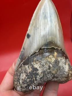 Authentic Megalodon Tooth Indonesia 4.51 Restored Root