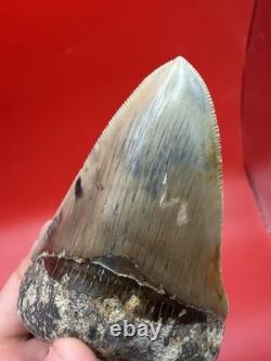 Authentic Megalodon Tooth Indonesia 4.51 Restored Root