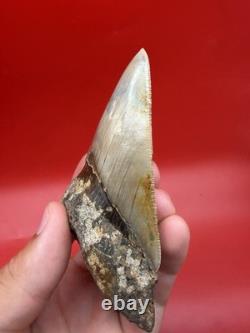 Authentic Megalodon Tooth Indonesia 4.51 Restored Root