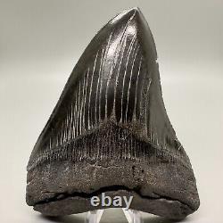 Aweseme Large Black Serrated 5.48 Fossil MEGALODON Shark Tooth-USA