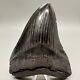 Aweseme Large Black Serrated 5.48 Fossil Megalodon Shark Tooth-usa