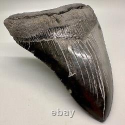 Aweseme Large Black Serrated 5.48 Fossil MEGALODON Shark Tooth-USA