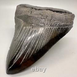 Aweseme Large Black Serrated 5.48 Fossil MEGALODON Shark Tooth-USA