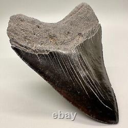 Aweseme Large Black Serrated 5.48 Fossil MEGALODON Shark Tooth-USA