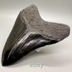 Aweseme Large Black Serrated 5.48 Fossil MEGALODON Shark Tooth-USA