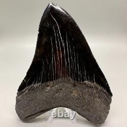 Aweseme Large Black Serrated 5.48 Fossil MEGALODON Shark Tooth-USA