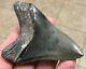 Awesome 3.43 X 2.53 Megalodon Shark Tooth Fossil See All Pics