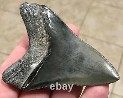 Awesome 3.43 x 2.53 Megalodon Shark Tooth Fossil SEE ALL PICS