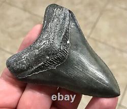 Awesome 3.43 x 2.53 Megalodon Shark Tooth Fossil SEE ALL PICS