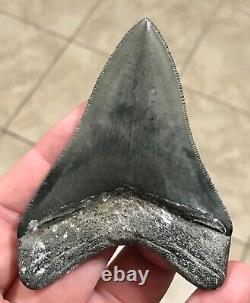 Awesome 3.43 x 2.53 Megalodon Shark Tooth Fossil SEE ALL PICS