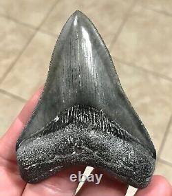 Awesome 3.43 x 2.53 Megalodon Shark Tooth Fossil SEE ALL PICS