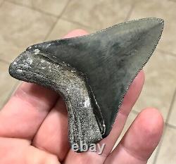 Awesome 3.43 x 2.53 Megalodon Shark Tooth Fossil SEE ALL PICS