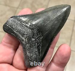 Awesome 3.43 x 2.53 Megalodon Shark Tooth Fossil SEE ALL PICS