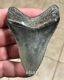 Awesome 3.43 x 2.53 Megalodon Shark Tooth Fossil SEE ALL PICS