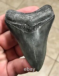 Awesome 3.43 x 2.53 Megalodon Shark Tooth Fossil SEE ALL PICS