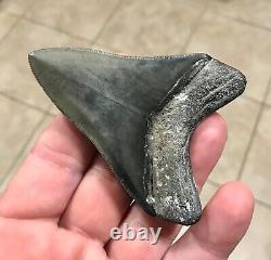 Awesome 3.43 x 2.53 Megalodon Shark Tooth Fossil SEE ALL PICS