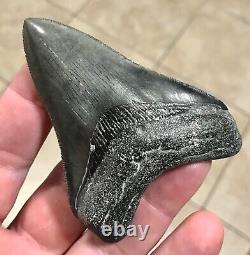 Awesome 3.43 x 2.53 Megalodon Shark Tooth Fossil SEE ALL PICS