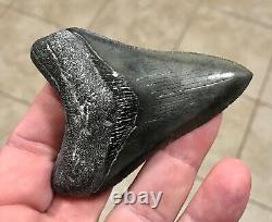 Awesome 3.43 x 2.53 Megalodon Shark Tooth Fossil SEE ALL PICS