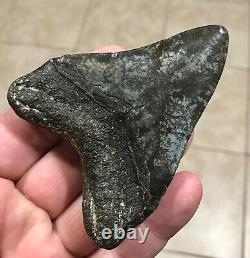 Awesome 3.78 x 2.86 Megalodon Shark Tooth Fossil SEE ALL PICS