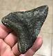 Awesome 3.78 X 2.86 Megalodon Shark Tooth Fossil See All Pics