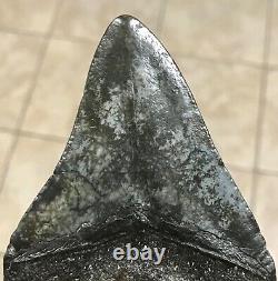 Awesome 3.78 x 2.86 Megalodon Shark Tooth Fossil SEE ALL PICS