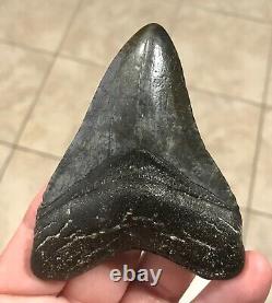 Awesome 3.78 x 2.86 Megalodon Shark Tooth Fossil SEE ALL PICS