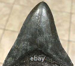 Awesome 3.78 x 2.86 Megalodon Shark Tooth Fossil SEE ALL PICS