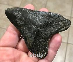 Awesome 3.78 x 2.86 Megalodon Shark Tooth Fossil SEE ALL PICS
